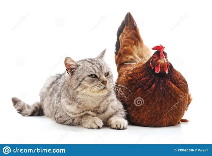In life, what kind of animal are you?