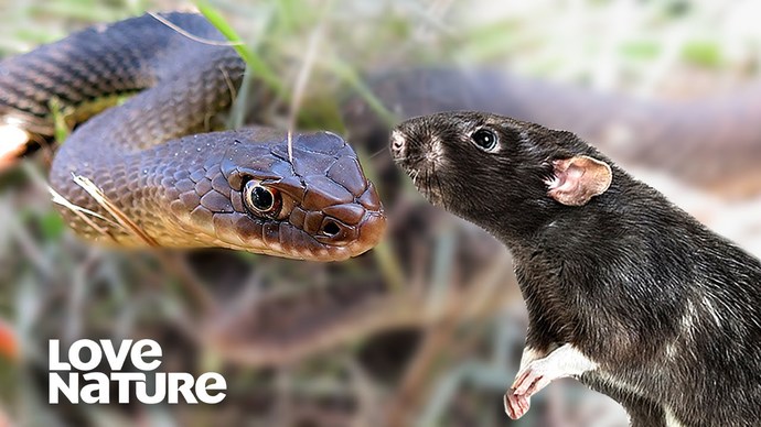 In life, what kind of animal are you?