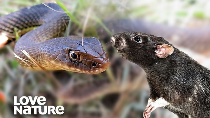 In life, what kind of animal are you?