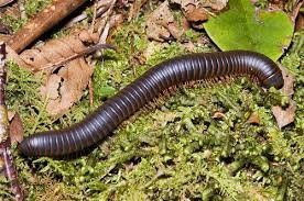 Are you scared of any insects?