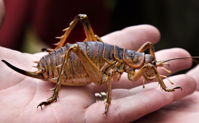 Are you scared of any insects?