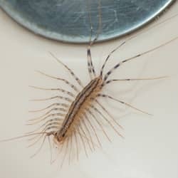 Are you scared of any insects?