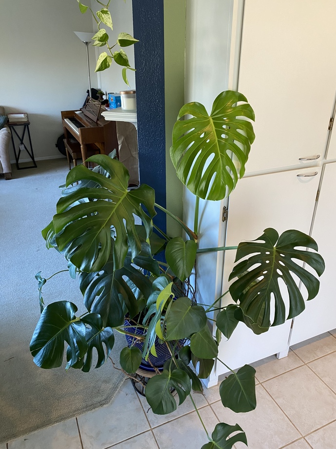 Monstera Deliciosa