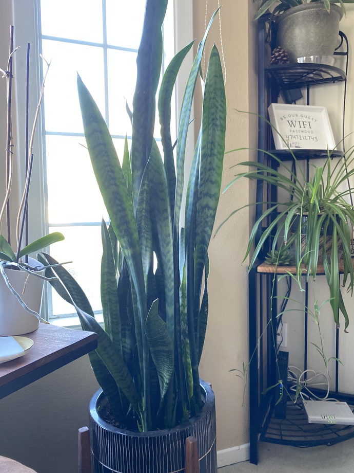 Snake Plant