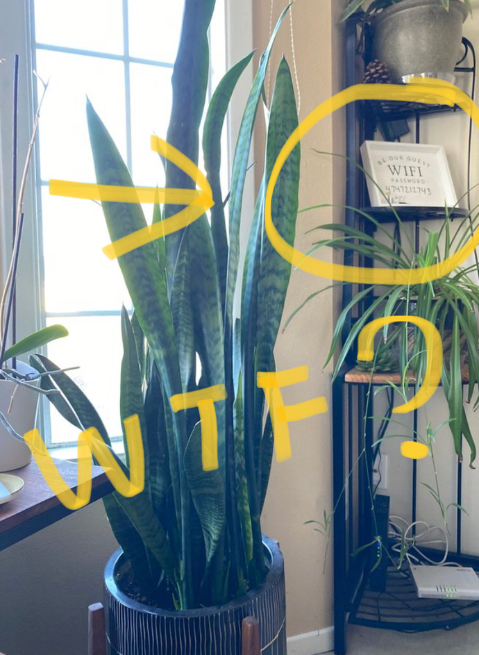Did you know the benefits of having house plants?