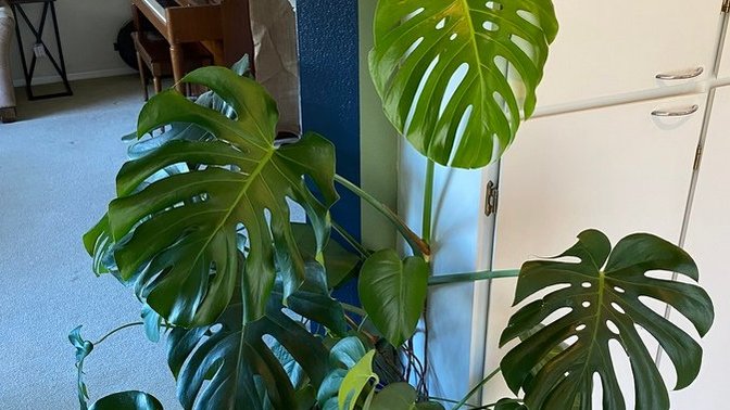 Did you know the benefits of having house plants?