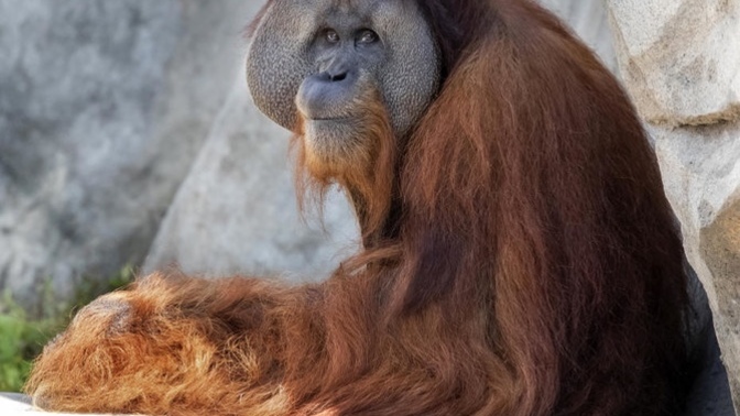My boyfriend said I look like orangutan, what shoud I do?