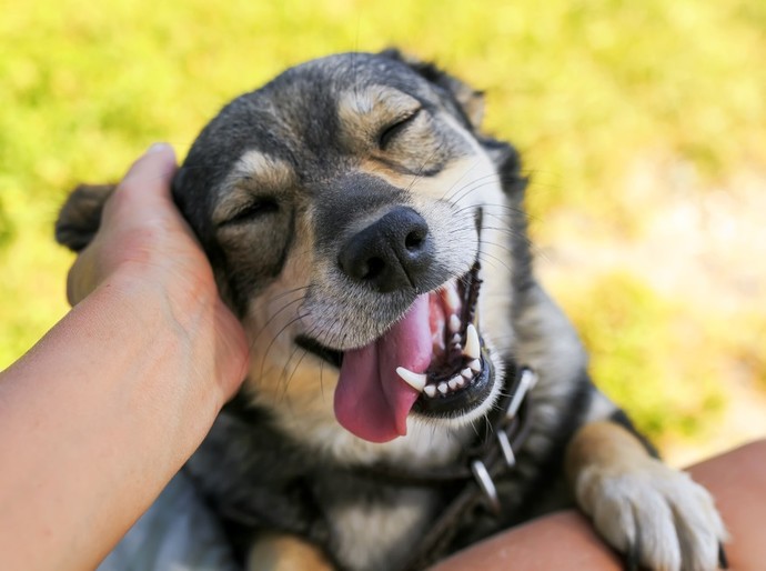 Do you usually give your pets human names?