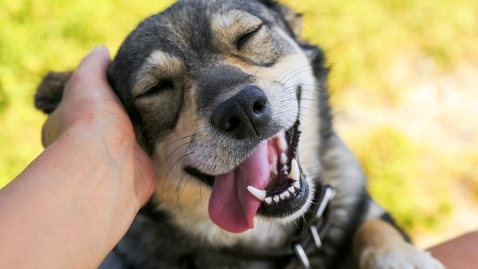 Do you usually give your pets human names?