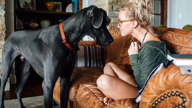 How do people in the west keep huge dogs inside their house?