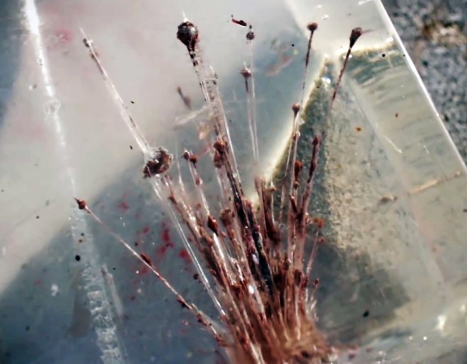 A frangible round in ballistic gel