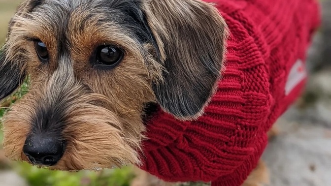 My ex girlfriend took my dog this morning while I am working at the moment. What can I do to get him back?