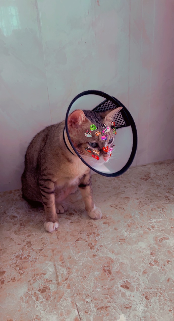 Can a cat feel depressed over the cone collar and how to help your cat