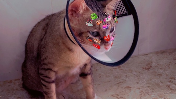 Can a cat feel depressed over the cone collar and how to help your cat?