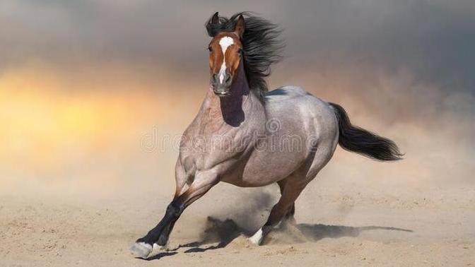 Is this horse a jerk or playful?