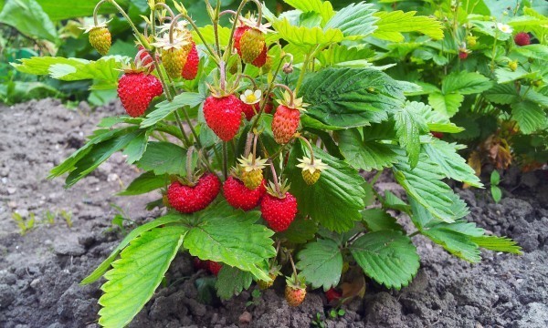 Do you like to grow fruit and vegetables in a garden or container?