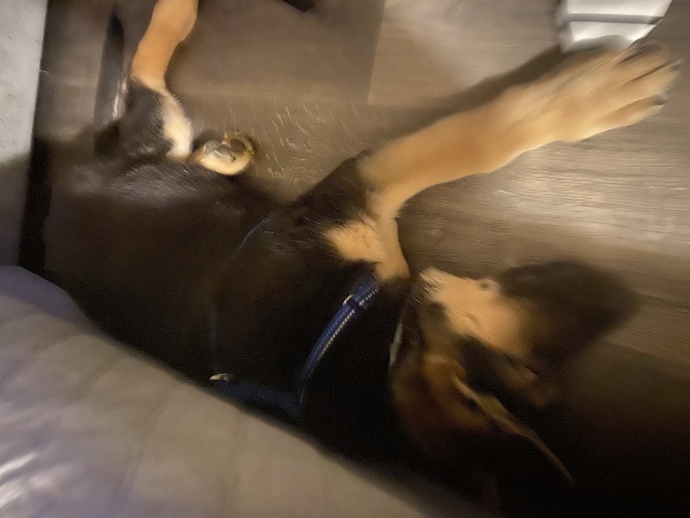 Anyone have a German Shepard?