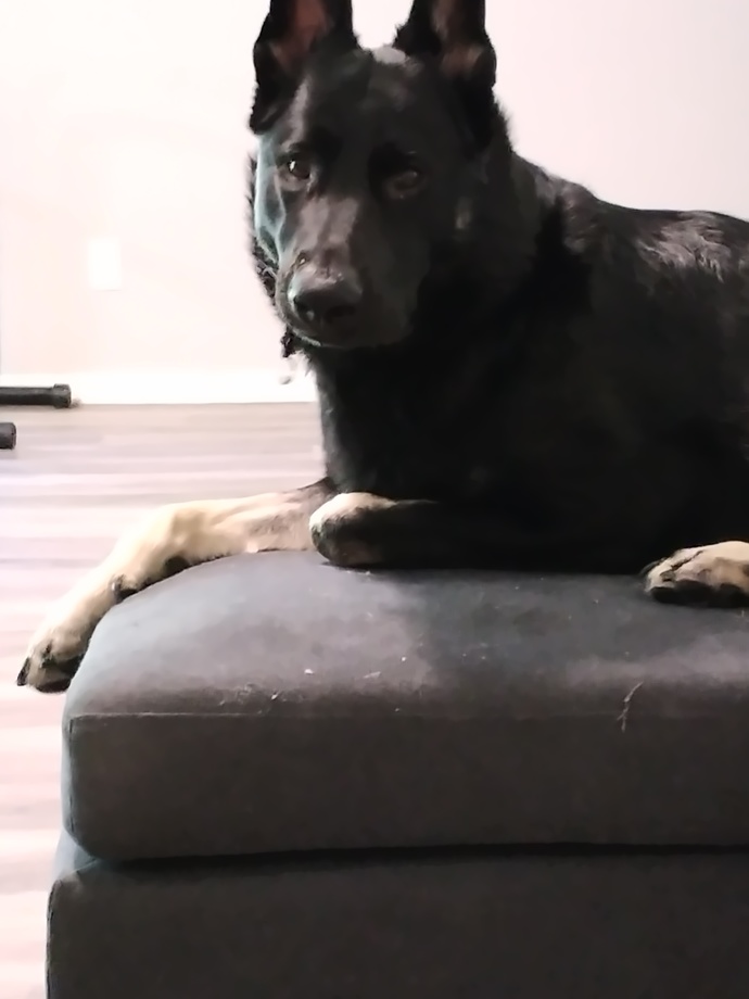 Anyone have a German Shepard?
