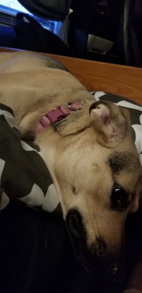 Anyone have a German Shepard?