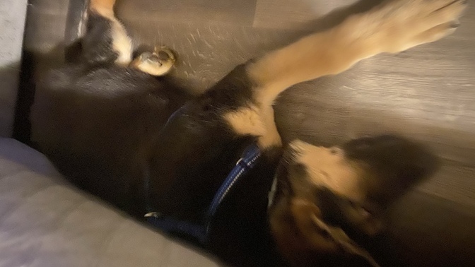 Anyone have a German Shepard?