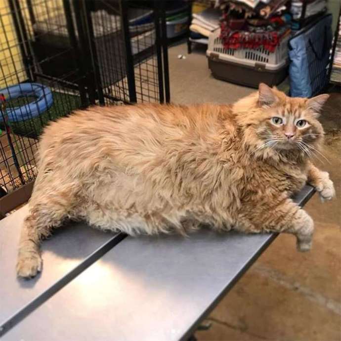 I didn't touch your damn lasagna!
