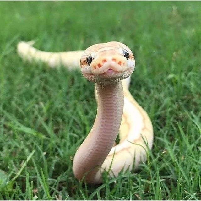When you hear or read the word 'Snake' what type of snake do you picture in your head first?