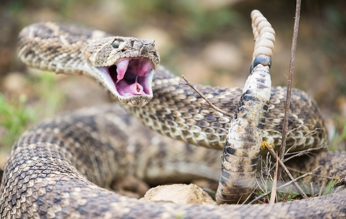 When you hear or read the word 'Snake' what type of snake do you picture in your head first?