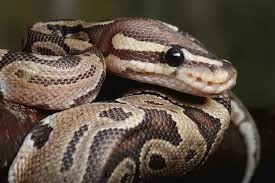When you hear or read the word 'Snake' what type of snake do you picture in your head first?