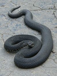 When you hear or read the word 'Snake' what type of snake do you picture in your head first?