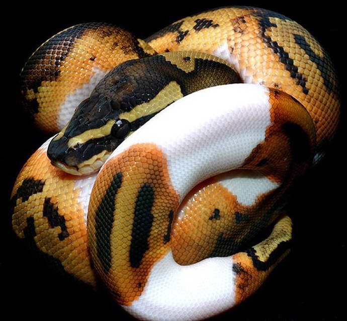 When you hear or read the word 'Snake' what type of snake do you picture in your head first?
