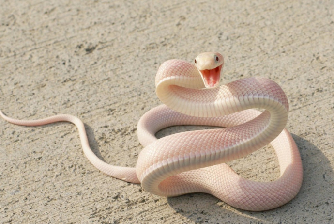 When you hear or read the word 'Snake' what type of snake do you picture in your head first?