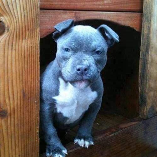 Does anyone else, NOT like dogs?