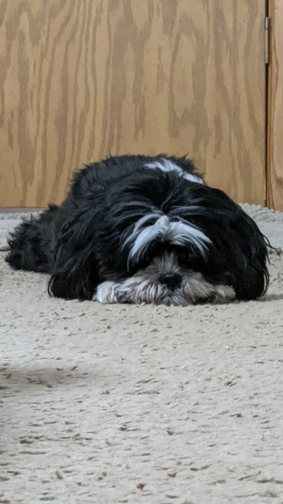 Does anyone else, NOT like dogs?