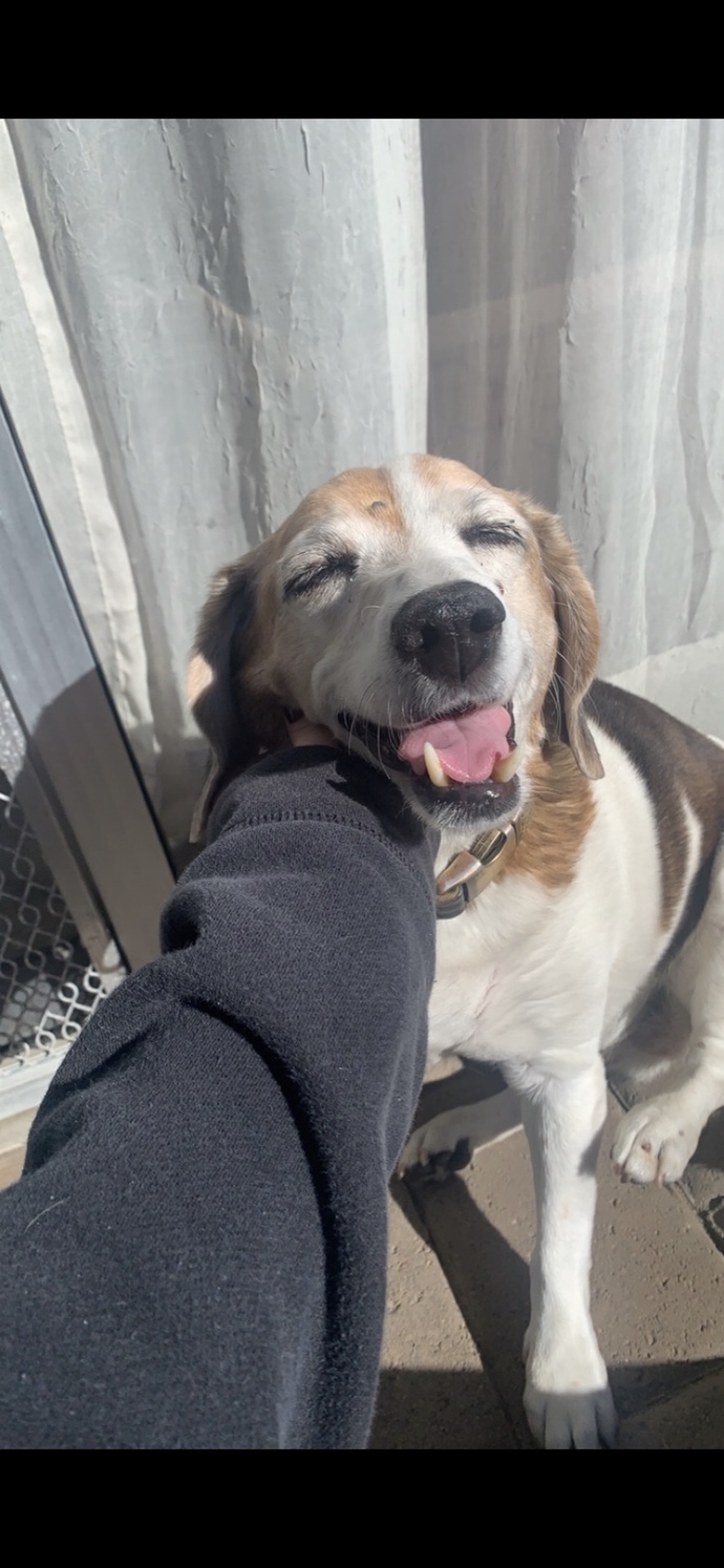 Does anyone else, NOT like dogs?