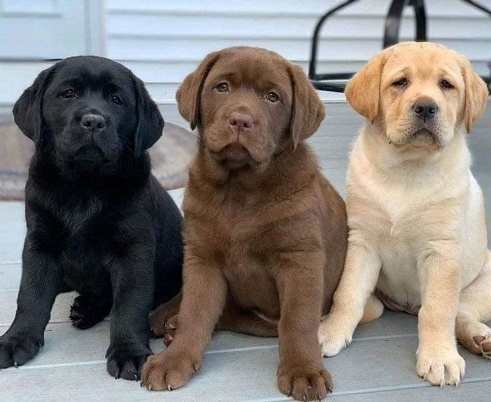 Does anyone else, NOT like dogs?