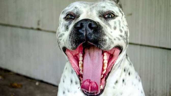Does anyone else, NOT like dogs?