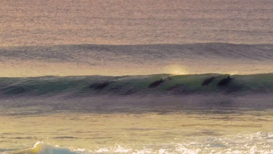 When you hear or see the word "Wave" what first comes to mind?