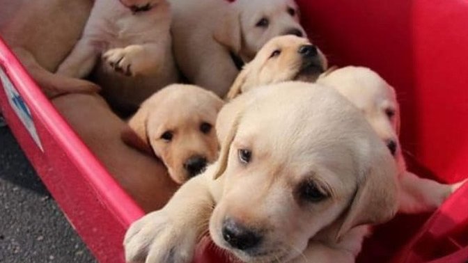 Can anyone help think of names for my dogs puppies?