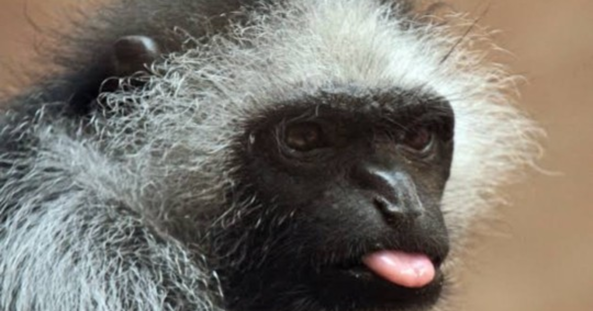 If animals could talk, which animal would be the nicest/rudest? Why