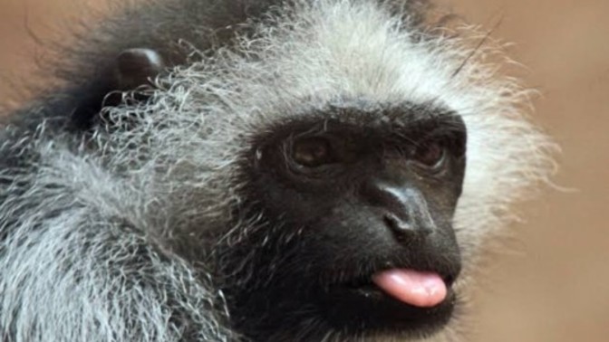 If animals could talk, which animal would be the nicest/rudest? Why?