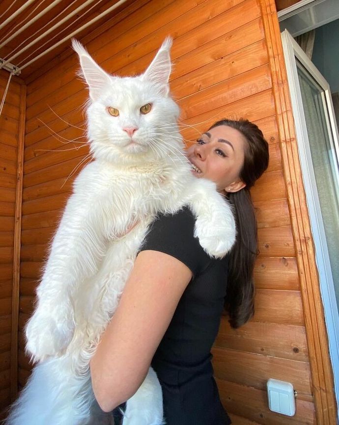 If you could have any exotic animal as a pet, which would it be?