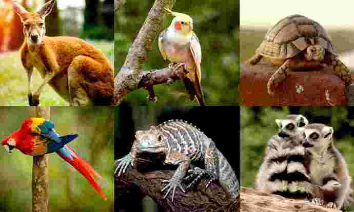 If you could have any exotic animal as a pet, which would it be?