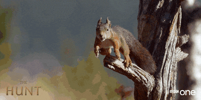 If you could have any exotic animal as a pet, which would it be?