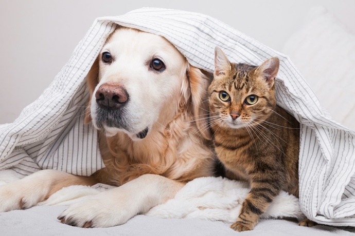 Which team are you on: cats or dogs?