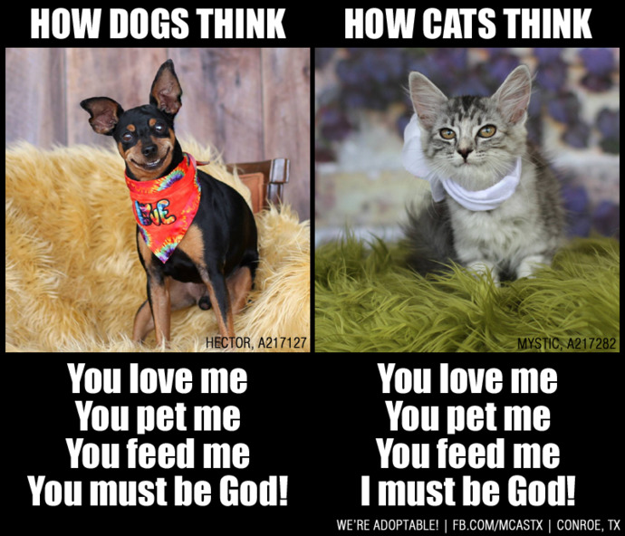 Which team are you on: cats or dogs?