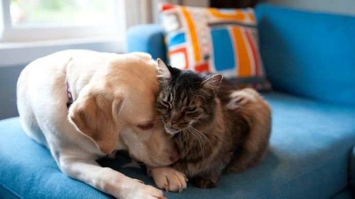 Which team are you on: cats or dogs?