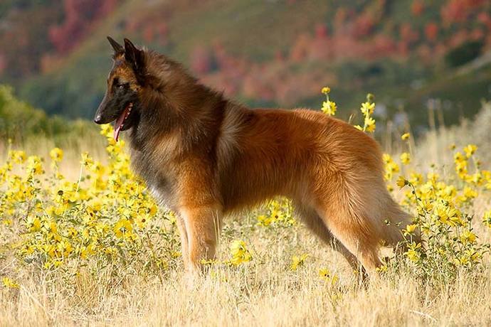 Belgian Tervuren (Sheep Herding / Working Dog)
