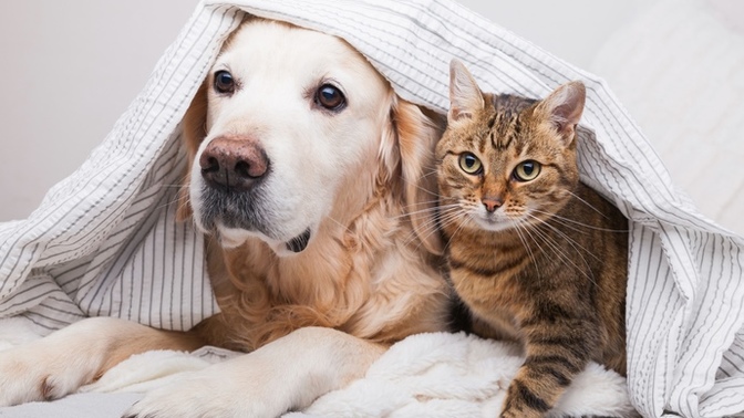 Which team are you on: cats or dogs?