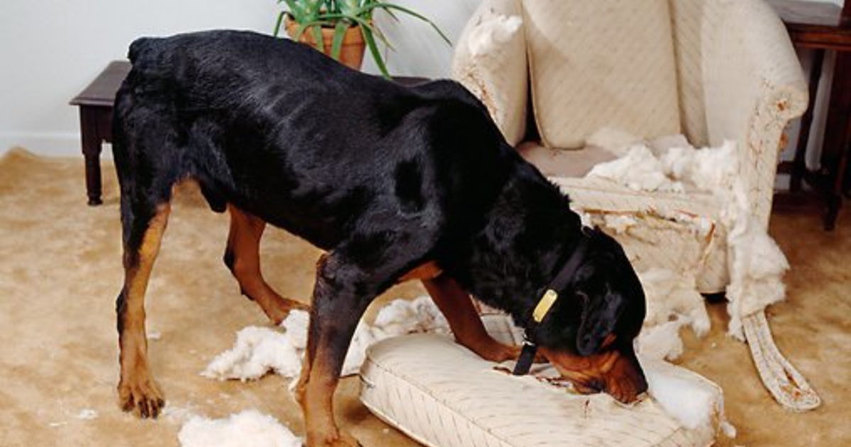 How do I stop my dog's bad behavior? GirlsAskGuys