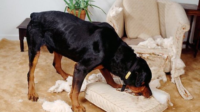 How do I stop my dog's bad behavior?